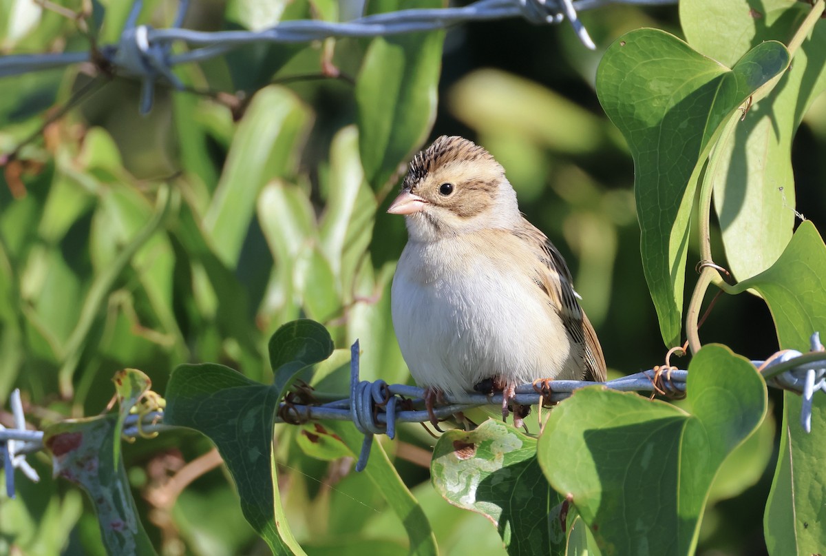 Clay-colored Sparrow - ML644090993