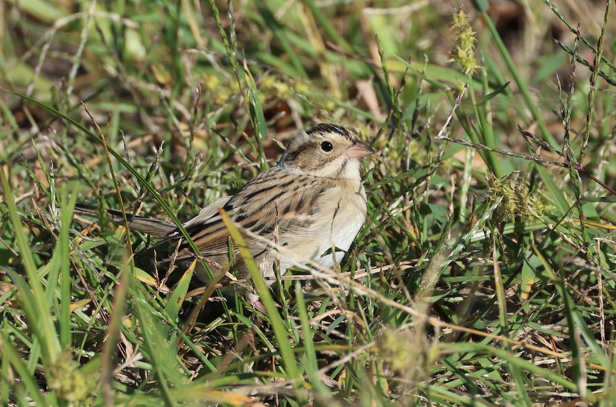 Clay-colored Sparrow - ML644091000