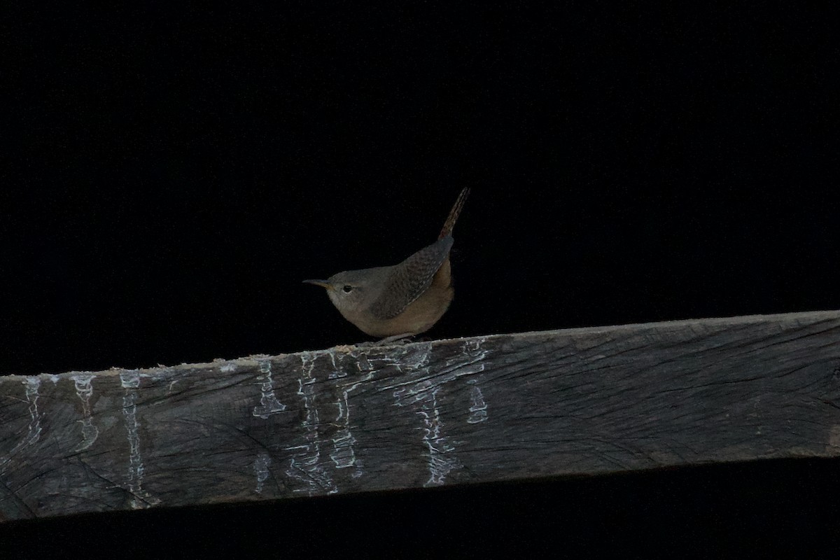 Southern House Wren - ML644091002