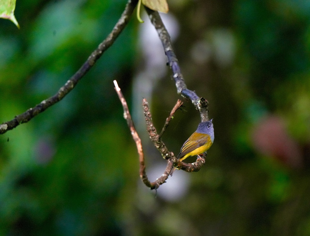 Gray-headed Canary-Flycatcher - ML644091003