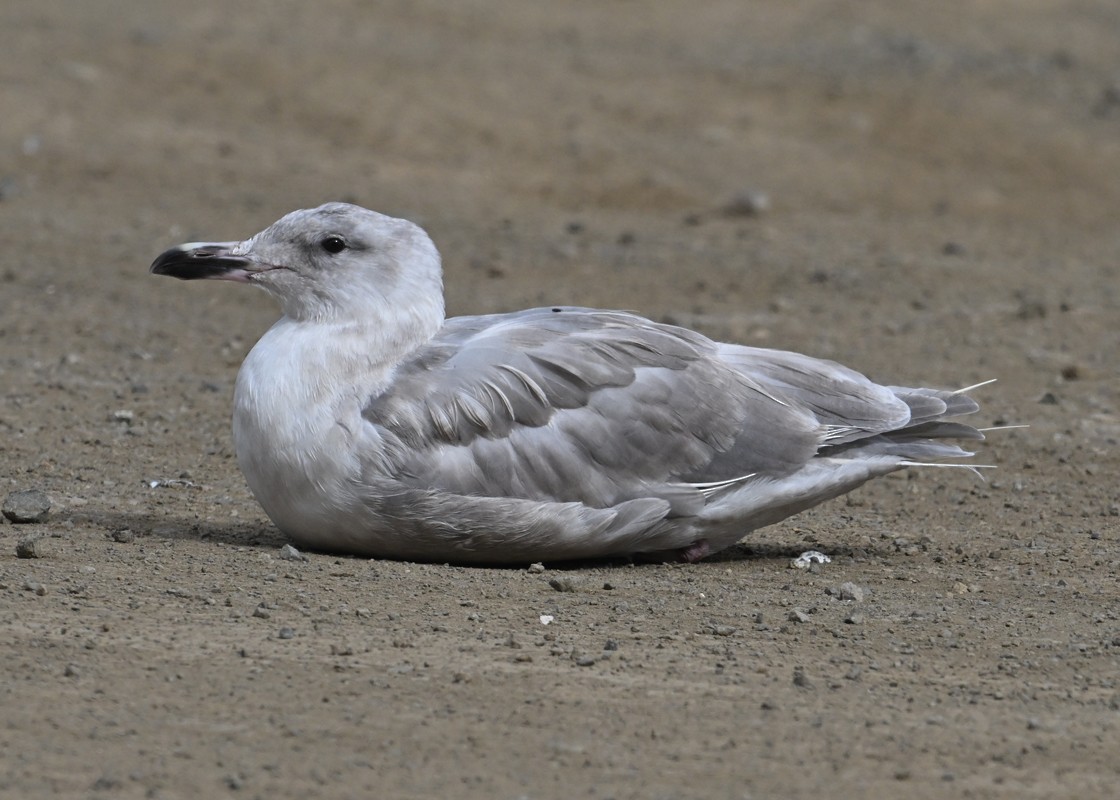 Glaucous-winged Gull - ML644091011