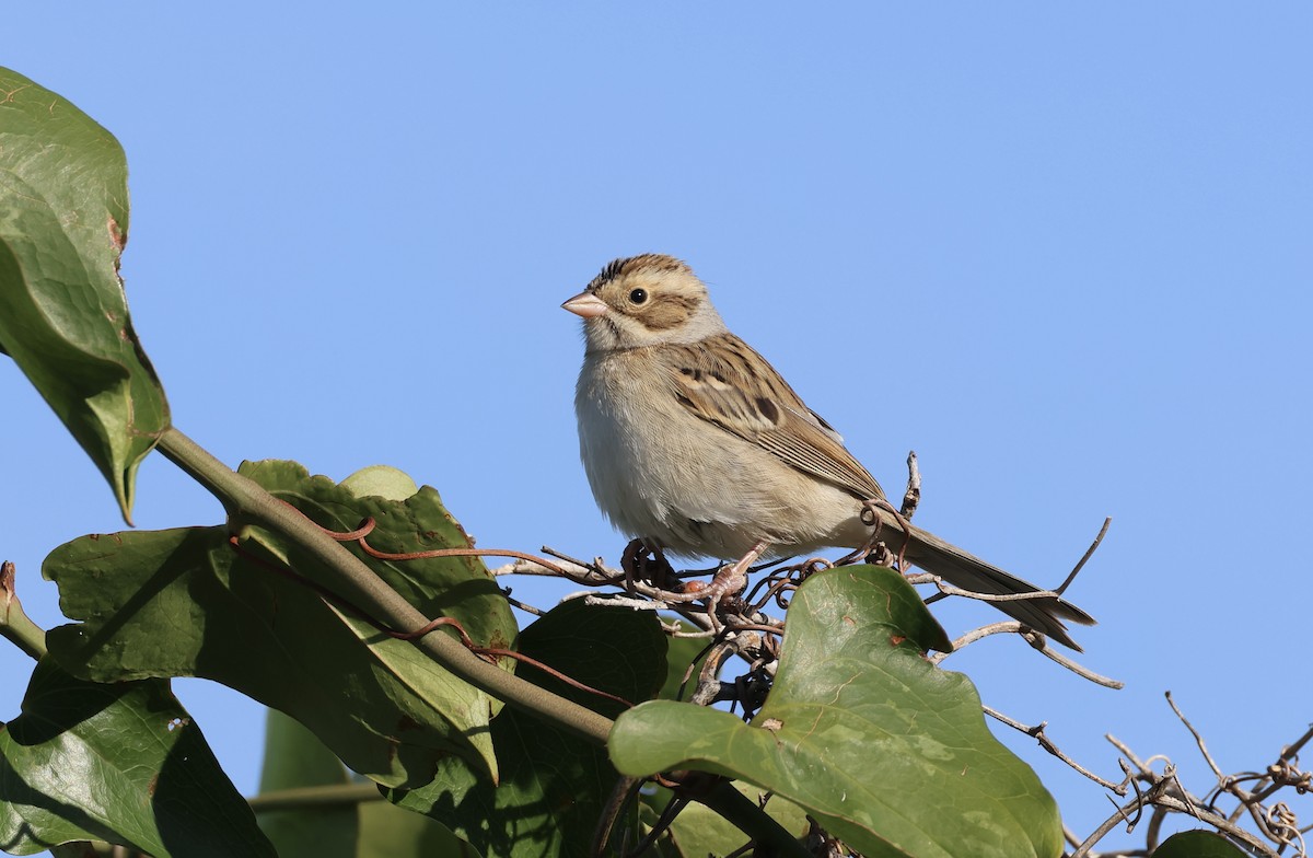 Clay-colored Sparrow - ML644091012