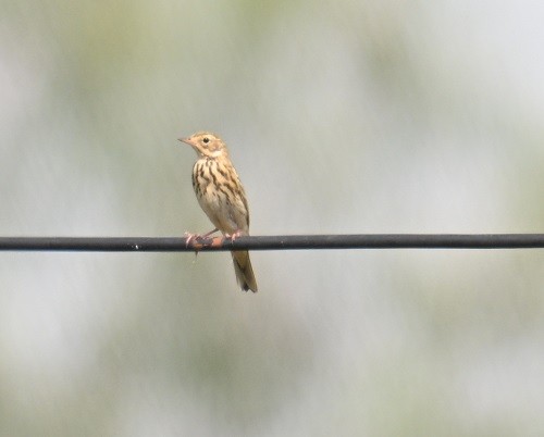 Pipit des arbres - ML644091013