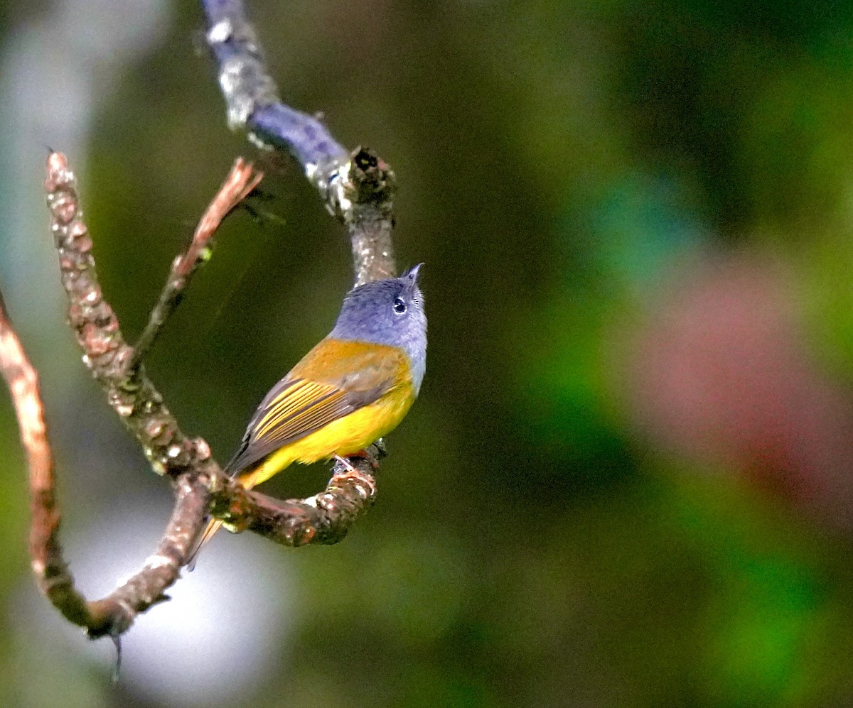 Gray-headed Canary-Flycatcher - ML644091018