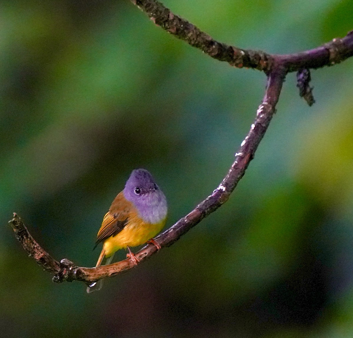 Gray-headed Canary-Flycatcher - ML644091019