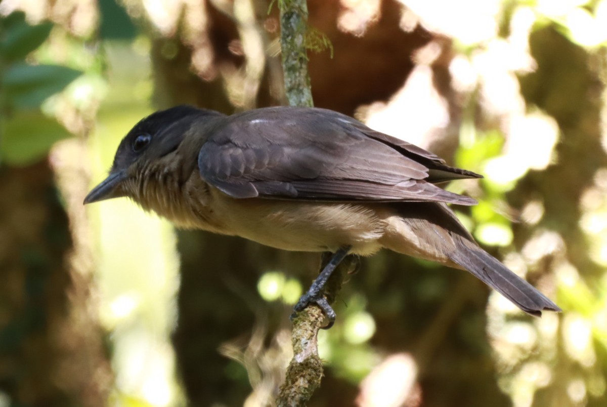Crested Becard - ML644091022