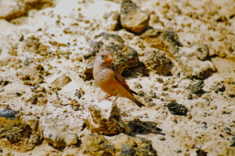 Trumpeter Finch - ML644091024