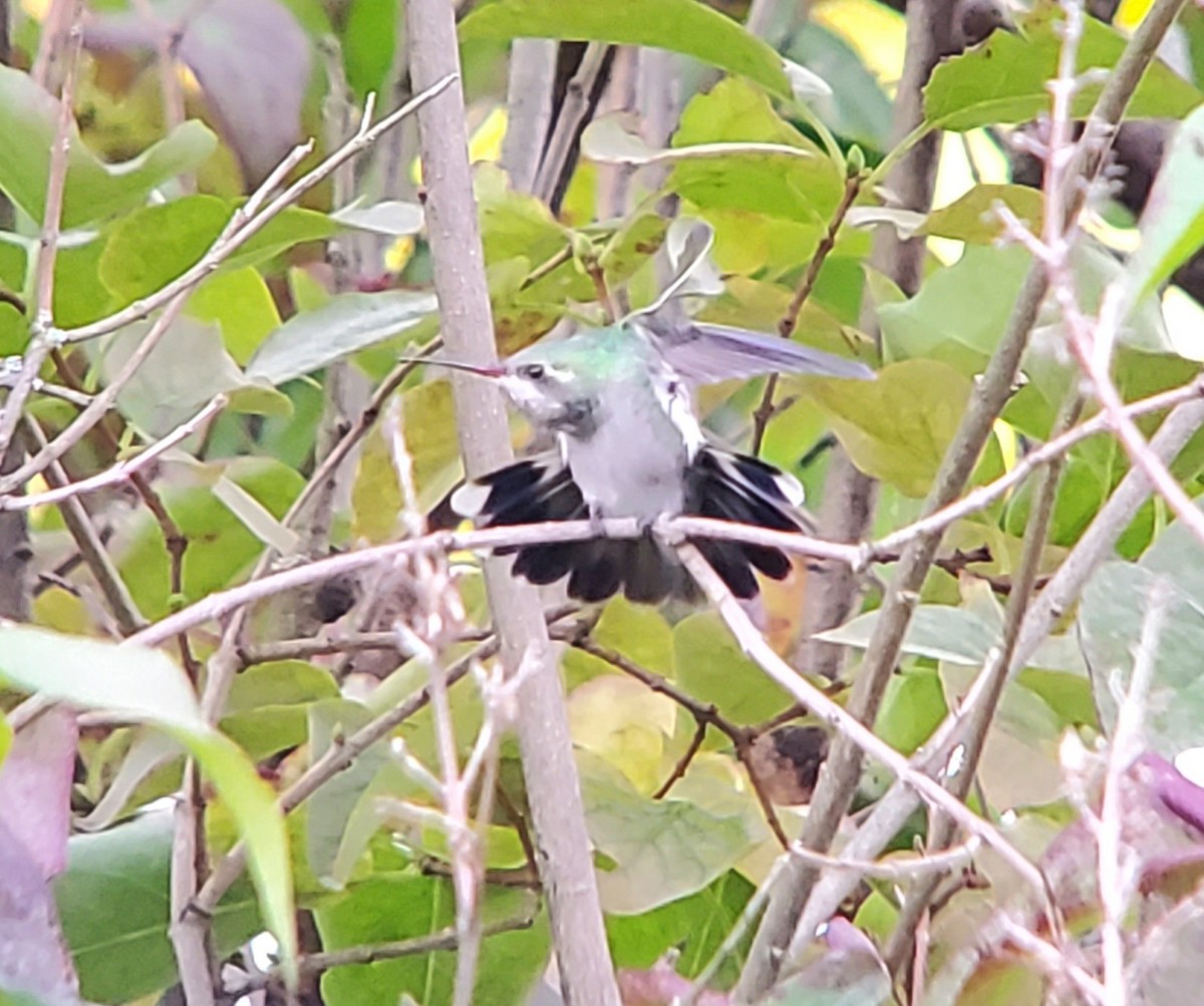 Broad-billed Hummingbird - ML644091032