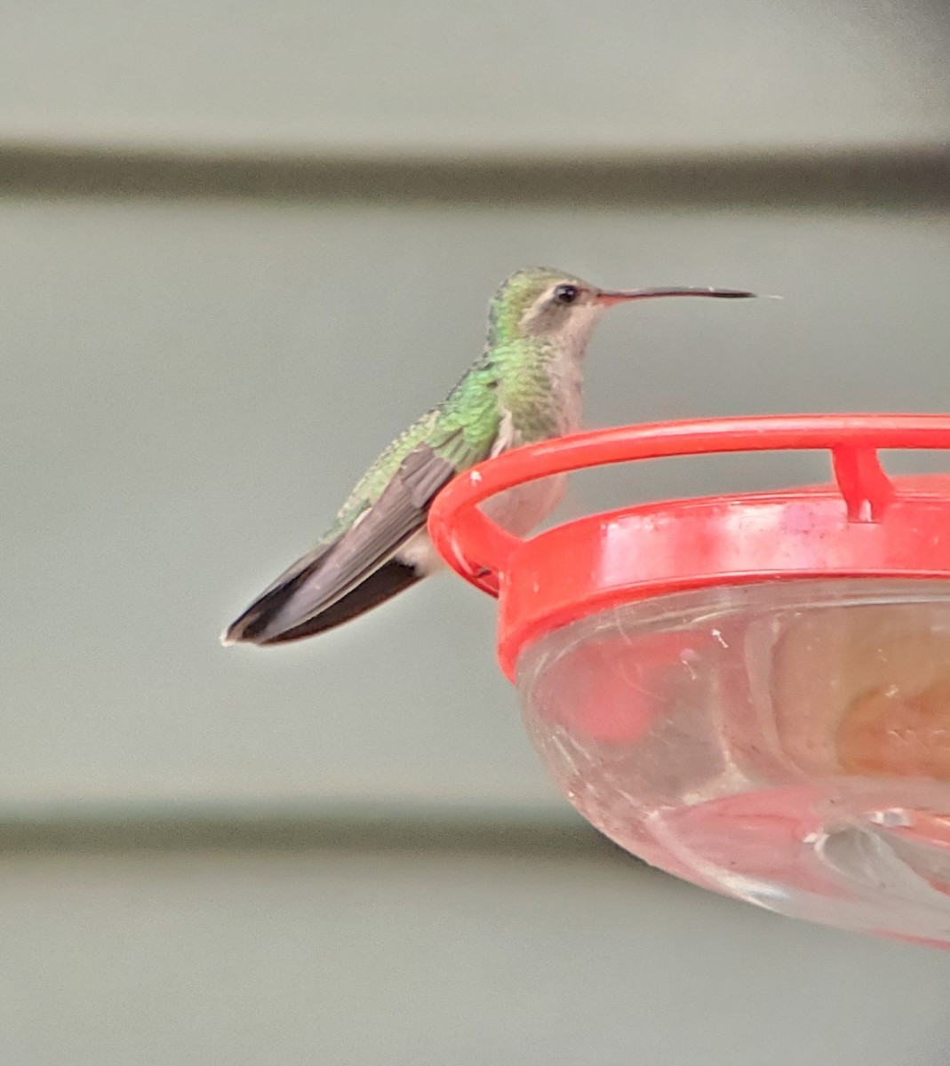Broad-billed Hummingbird - ML644091033