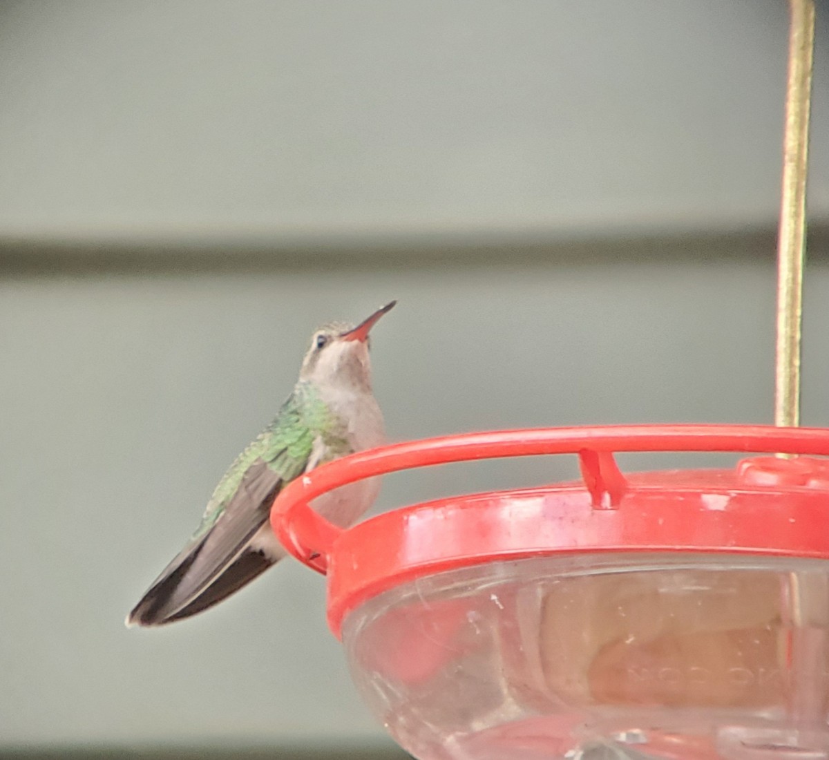 Broad-billed Hummingbird - ML644091034