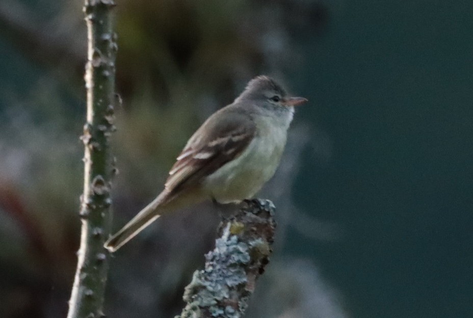 Southern Beardless-Tyrannulet - ML644091036