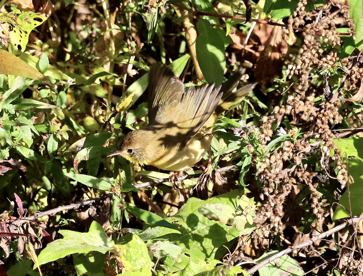 Common Yellowthroat - ML644091043