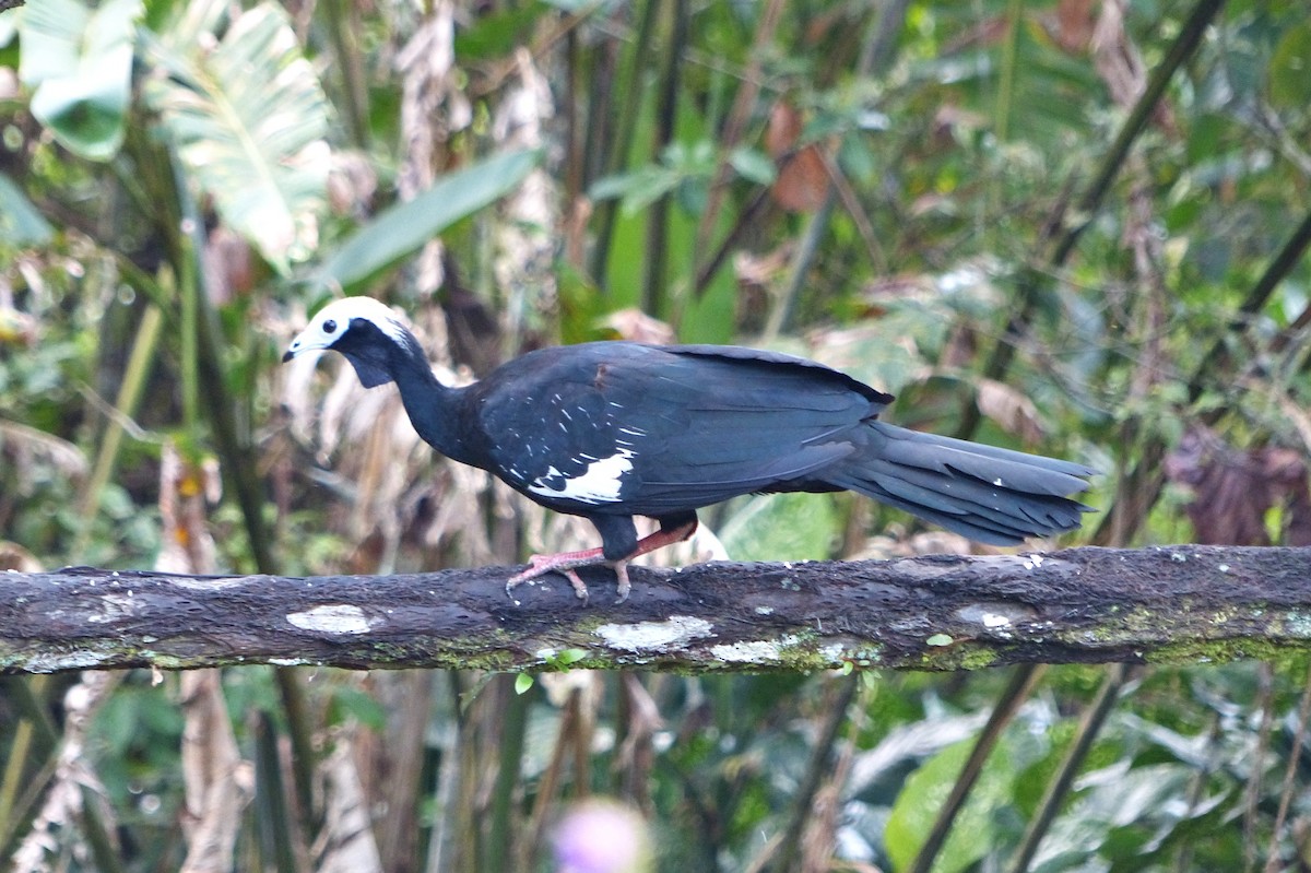 Blue-throated Piping-Guan - ML644091046