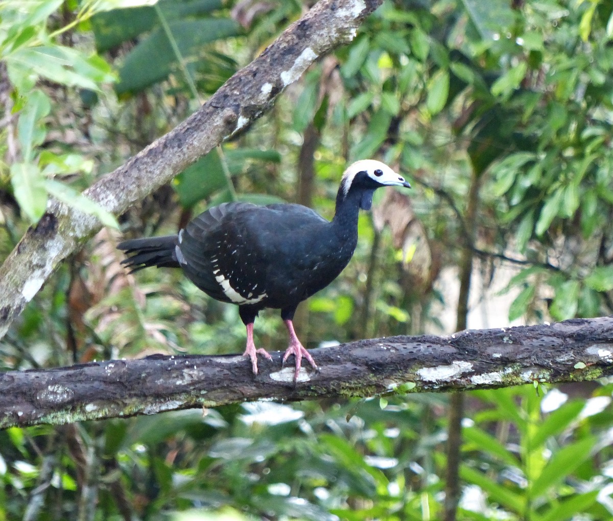 Blue-throated Piping-Guan - ML644091047