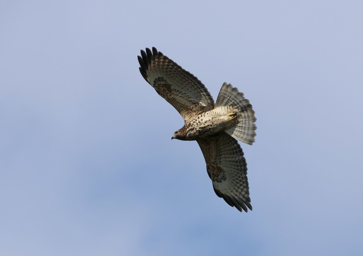 Red-shouldered Hawk - ML644091048