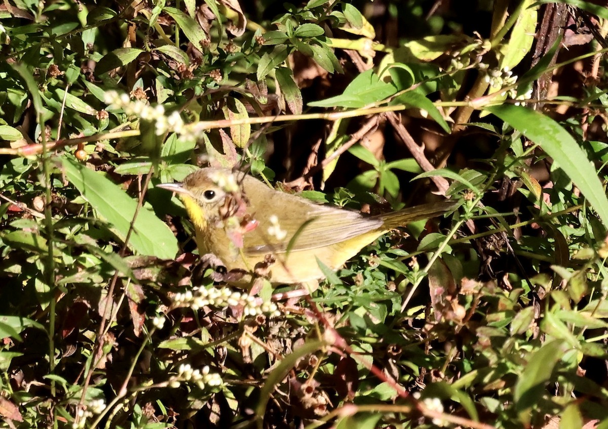 Common Yellowthroat - ML644091050