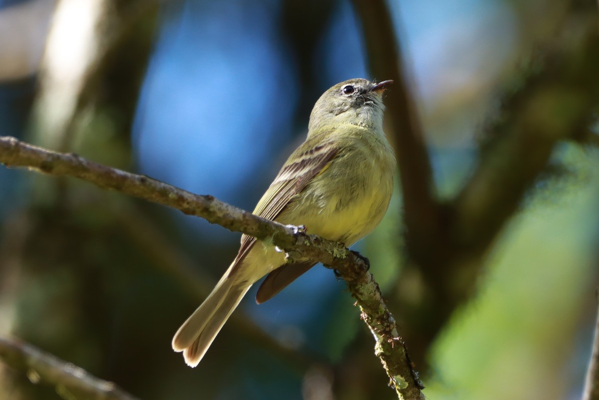 Planalto Tyrannulet - ML644091052