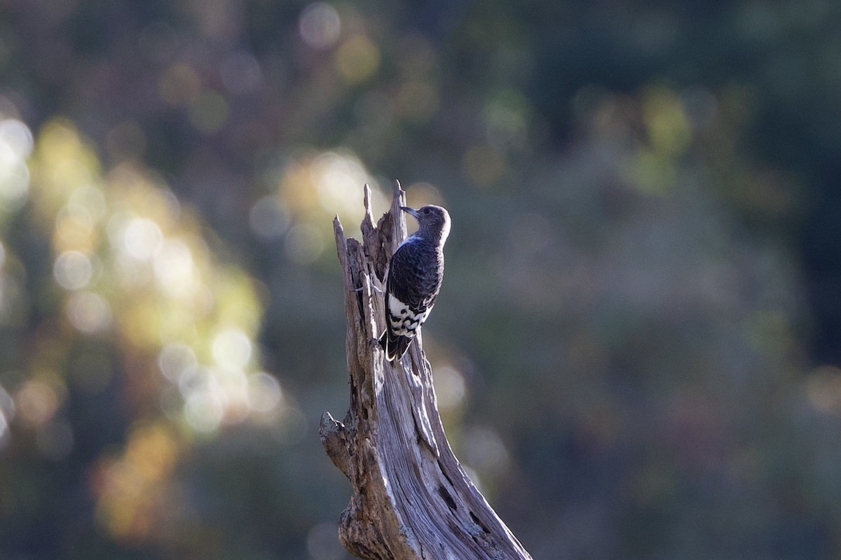 Red-headed Woodpecker - ML644091053