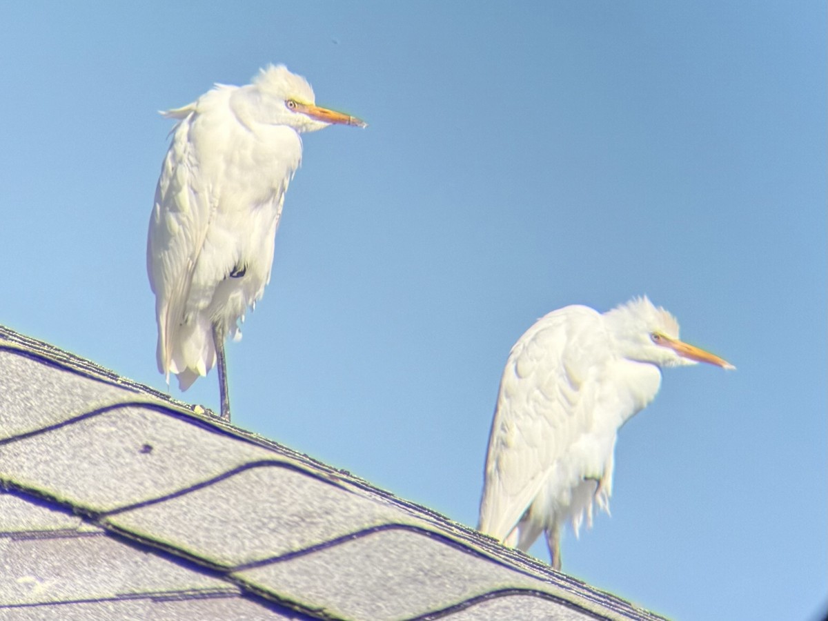 Western Cattle-Egret - ML644091058
