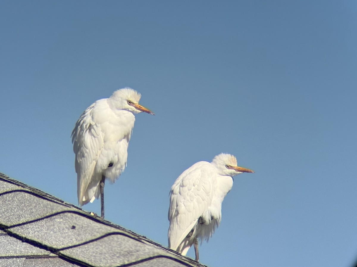 Western Cattle-Egret - ML644091059