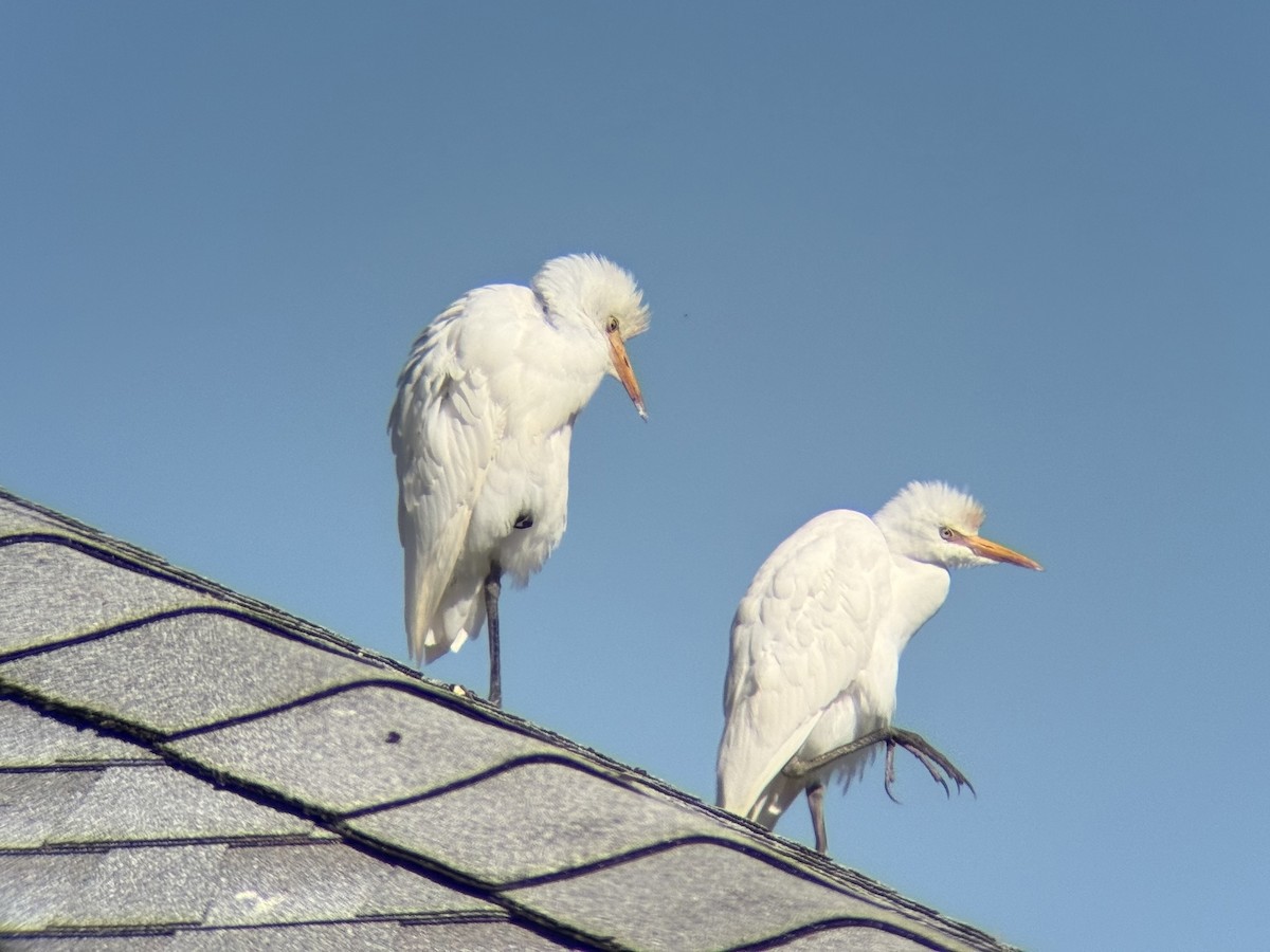 Western Cattle-Egret - ML644091060