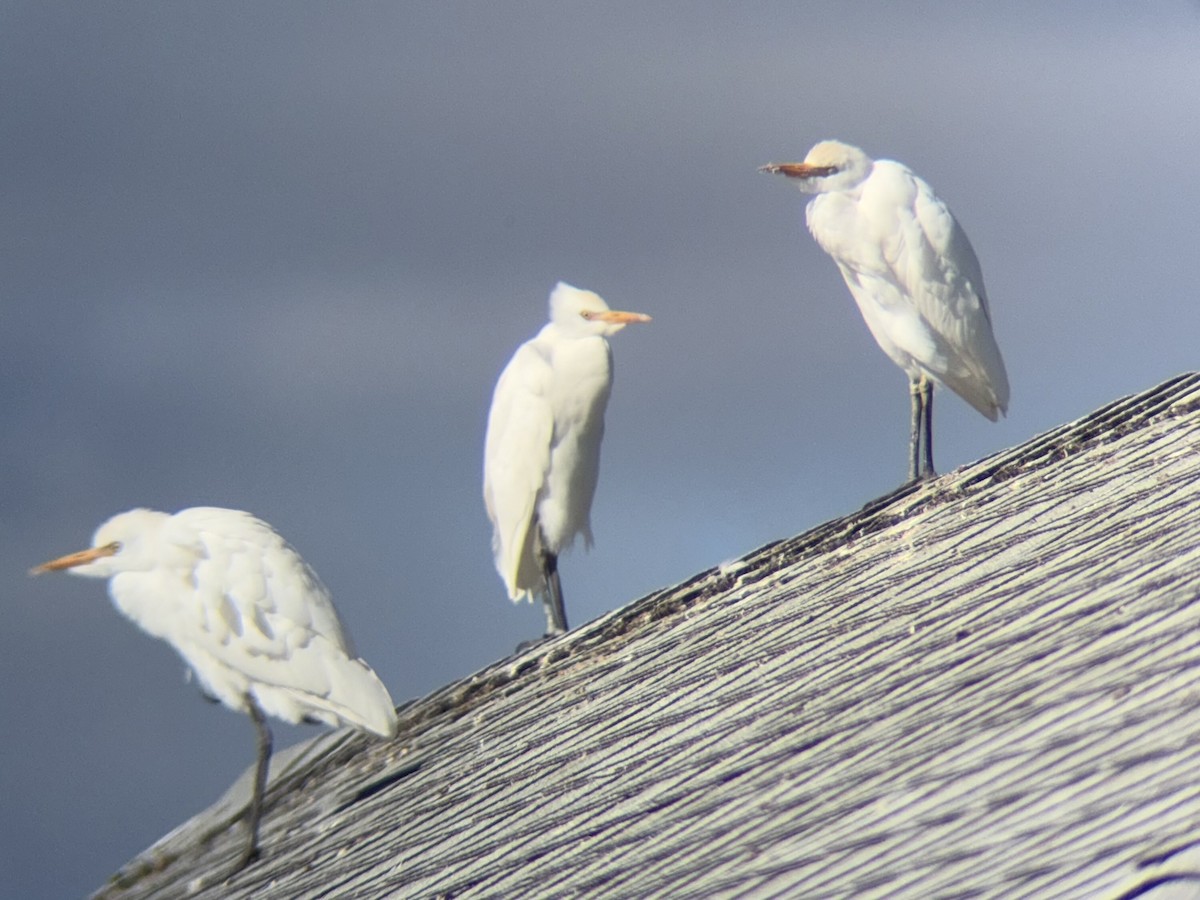Western Cattle-Egret - ML644091061