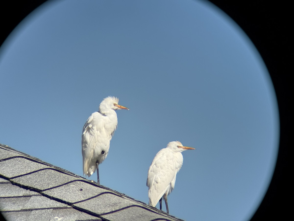 Western Cattle-Egret - ML644091062