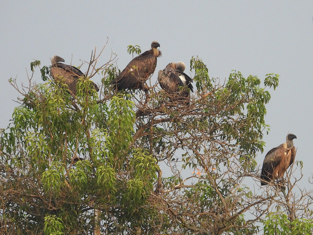 White-backed Vulture - ML644091063