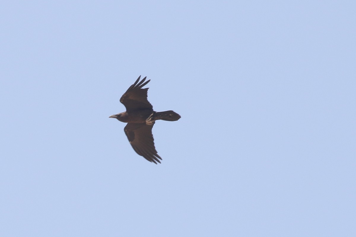 Corbeau brun - ML644091064