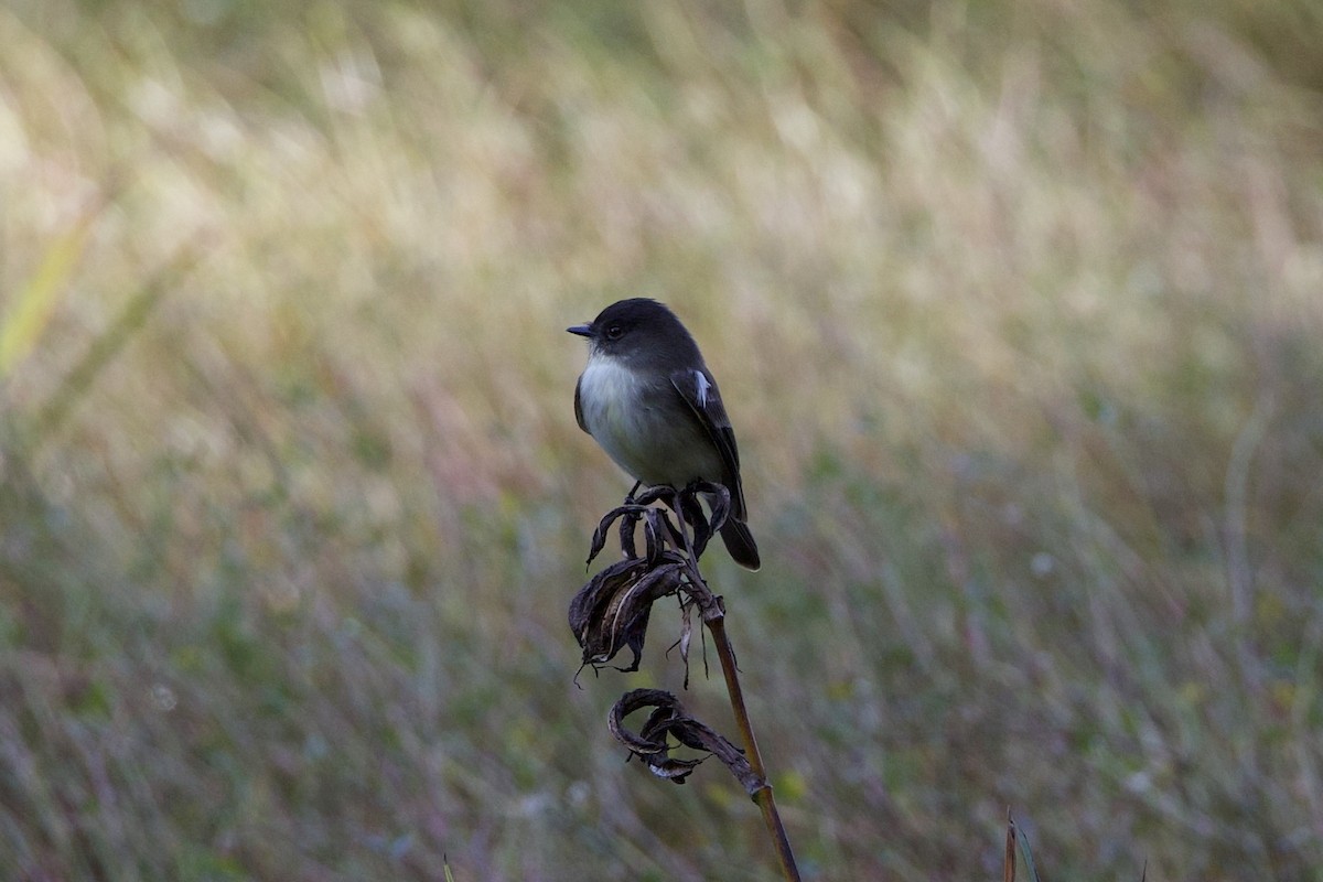 Eastern Phoebe - ML644091077