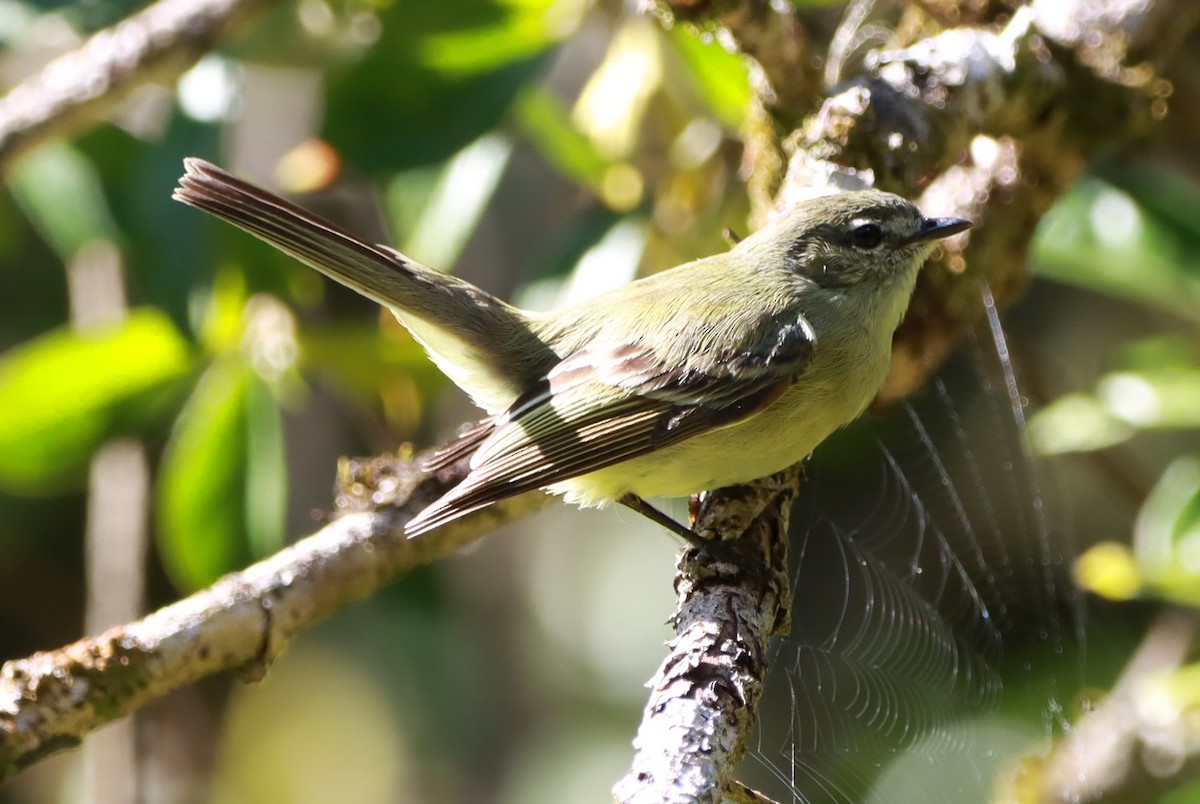 Planalto Tyrannulet - ML644091083