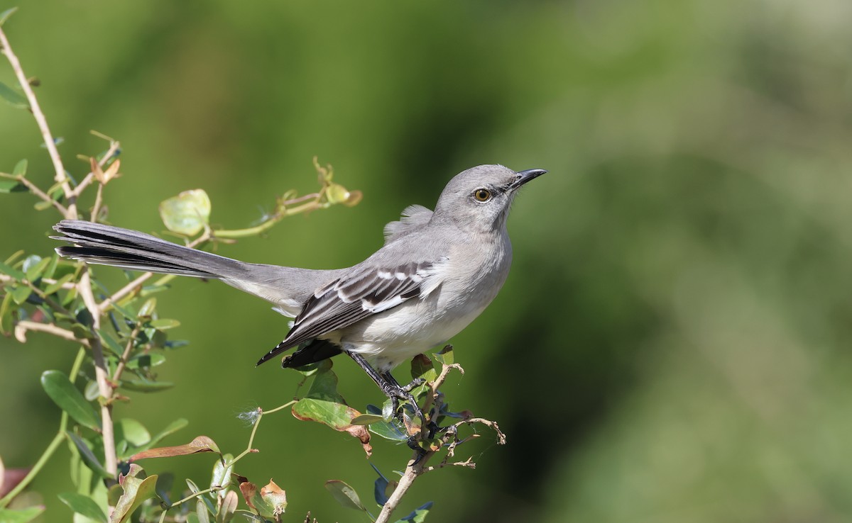 Northern Mockingbird - ML644091086
