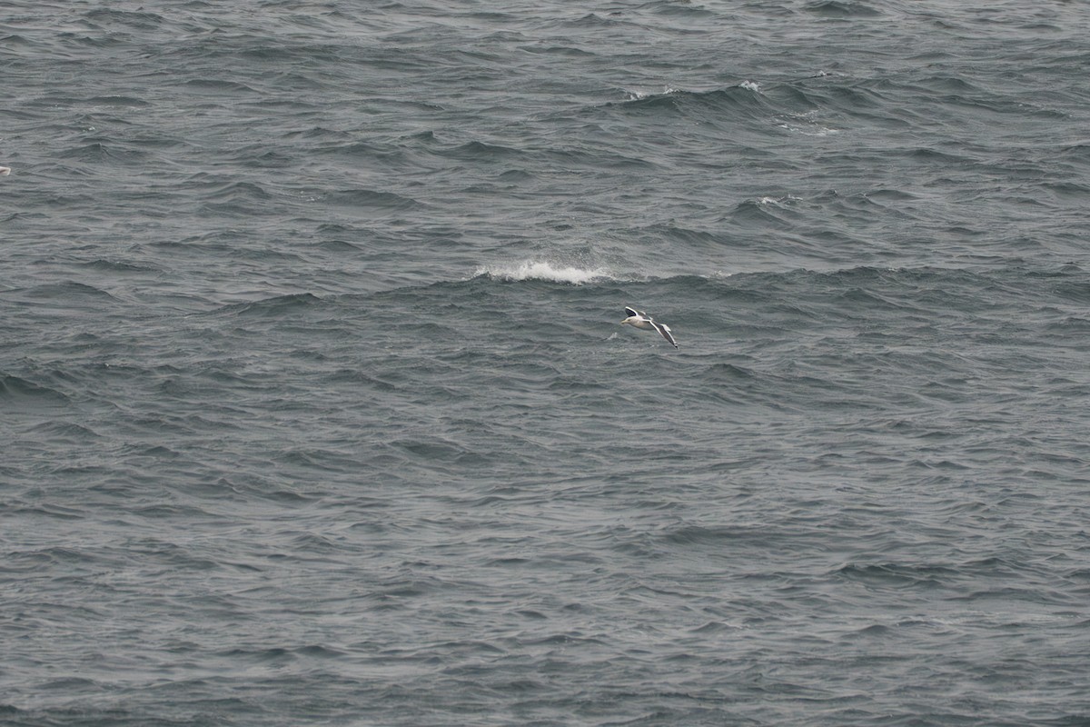 Slaty-backed Gull - ML644091102