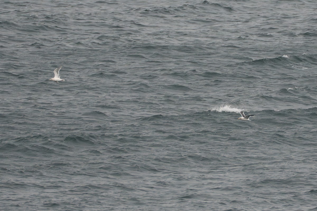 Slaty-backed Gull - ML644091107