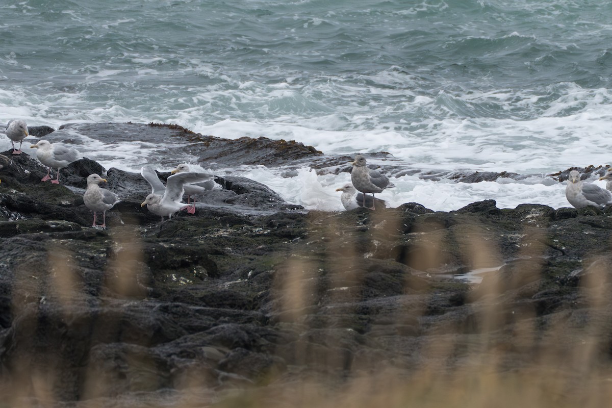 Slaty-backed Gull - ML644091111