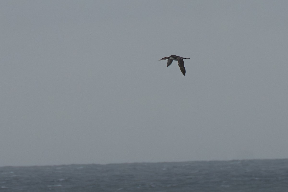 Plongeon à bec blanc - ML644091123