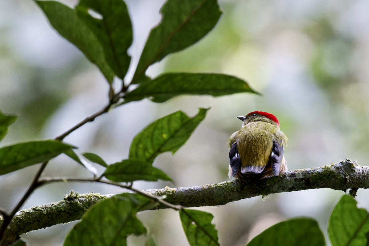 Striolated Manakin - ML644091132