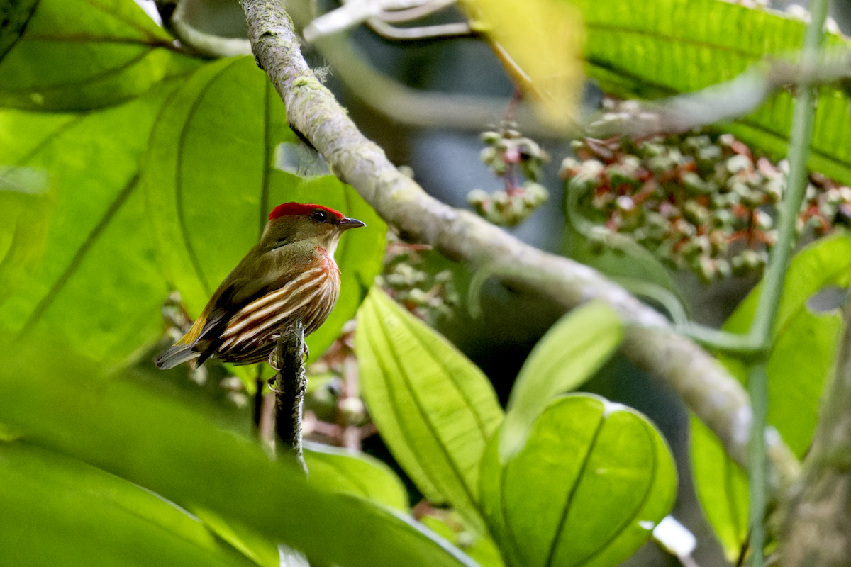 Striolated Manakin - ML644091133
