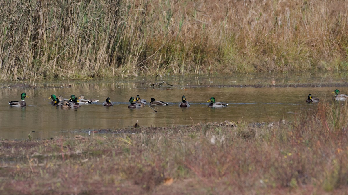 Mallard - ML644091157