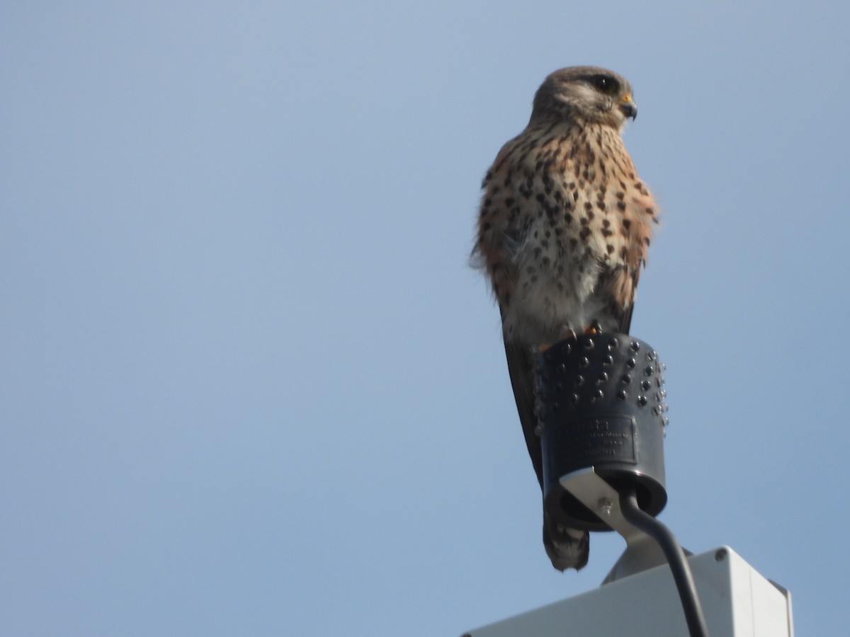 Malagasy Kestrel - ML644091166