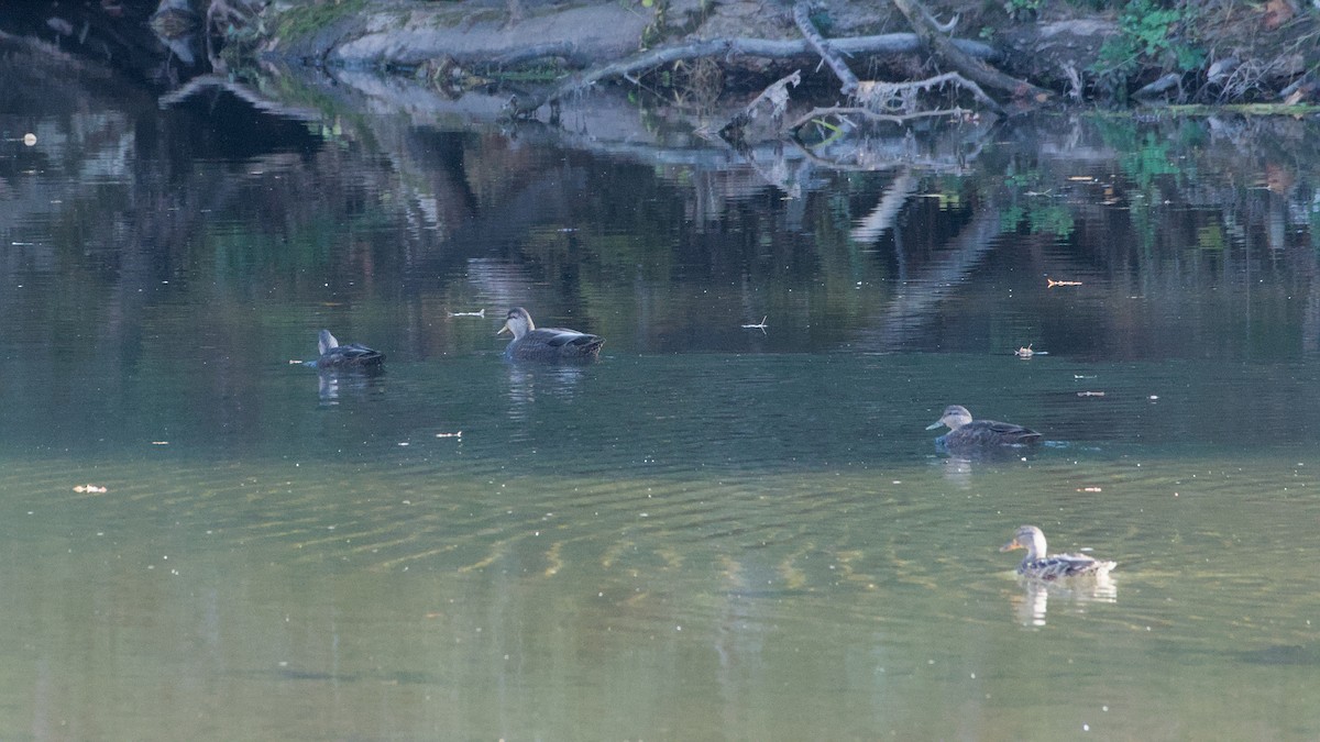 American Black Duck - ML644091173