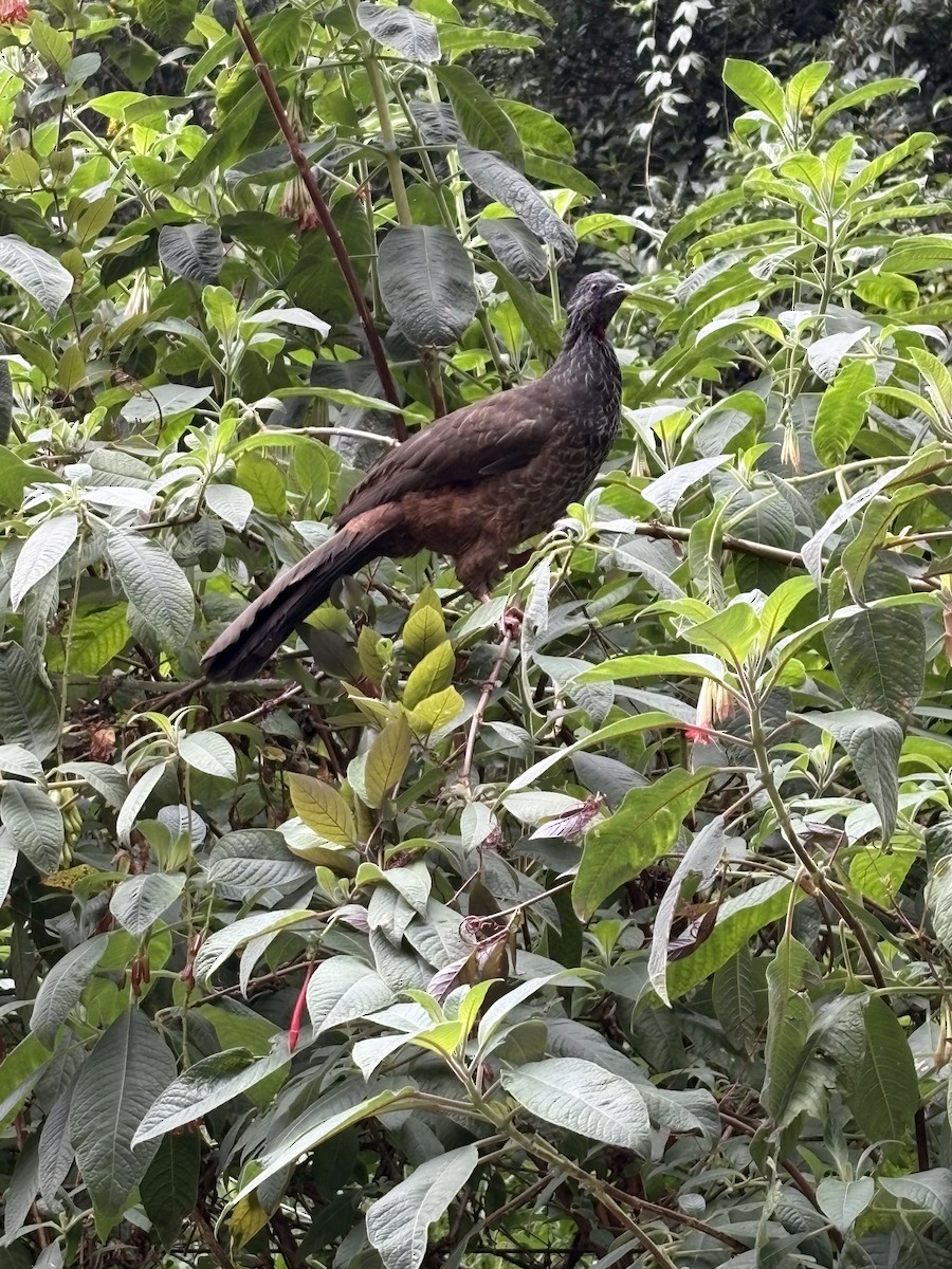 Andean Guan - ML644091178