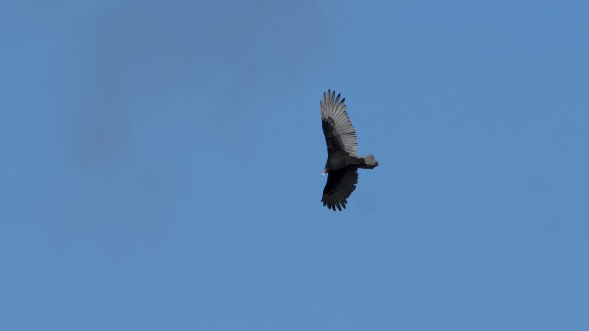 Turkey Vulture - ML644091183