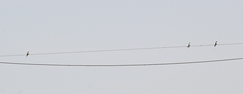 vlaštovka dlouhoocasá - ML644091199