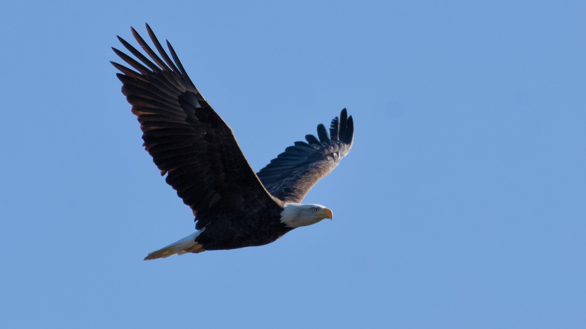 Bald Eagle - ML644091202