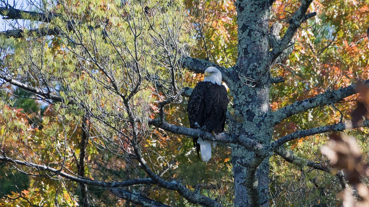 Bald Eagle - ML644091203