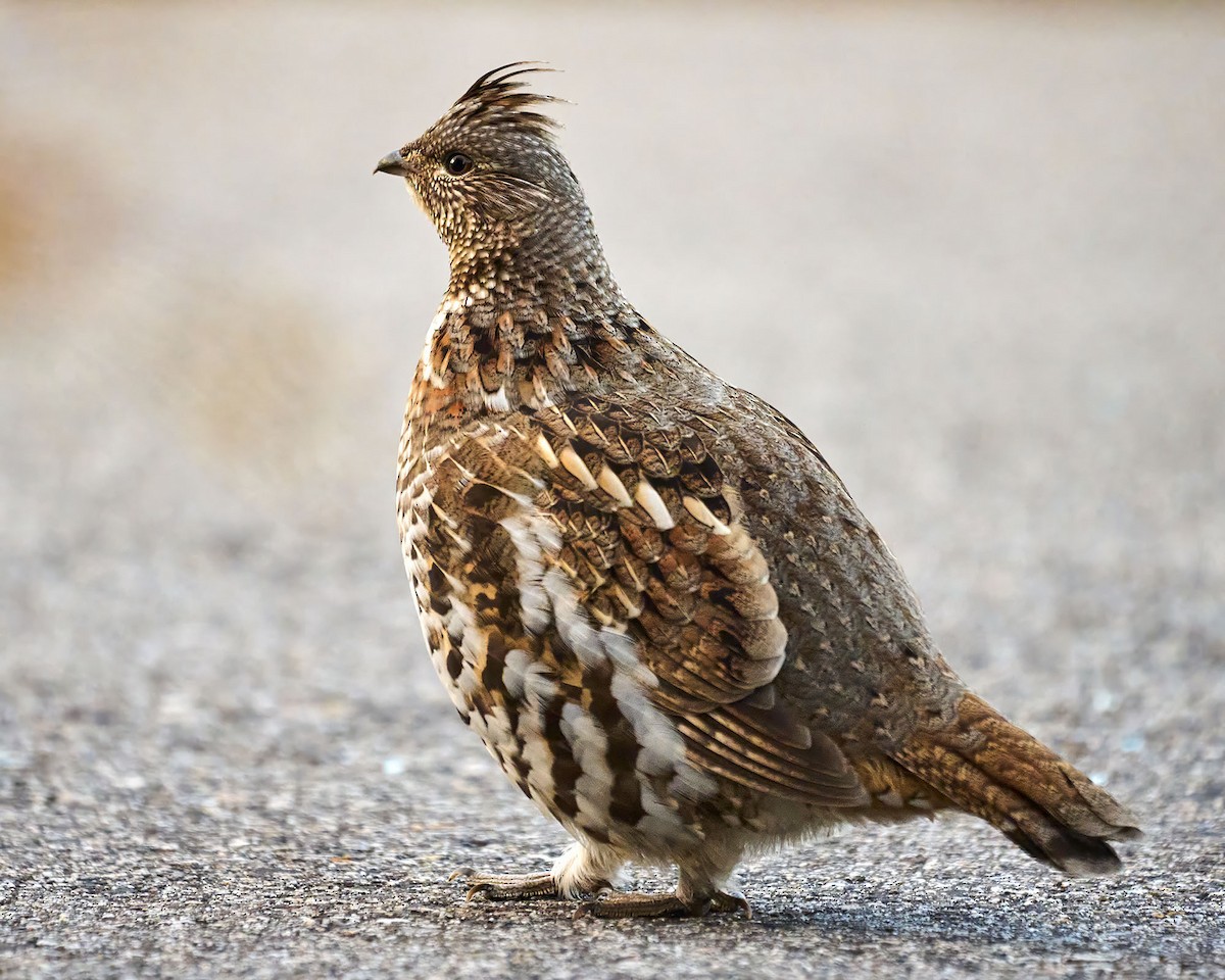 Орябок американський - ML644091208