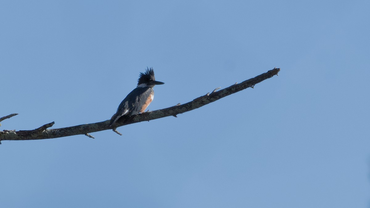 Belted Kingfisher - ML644091211