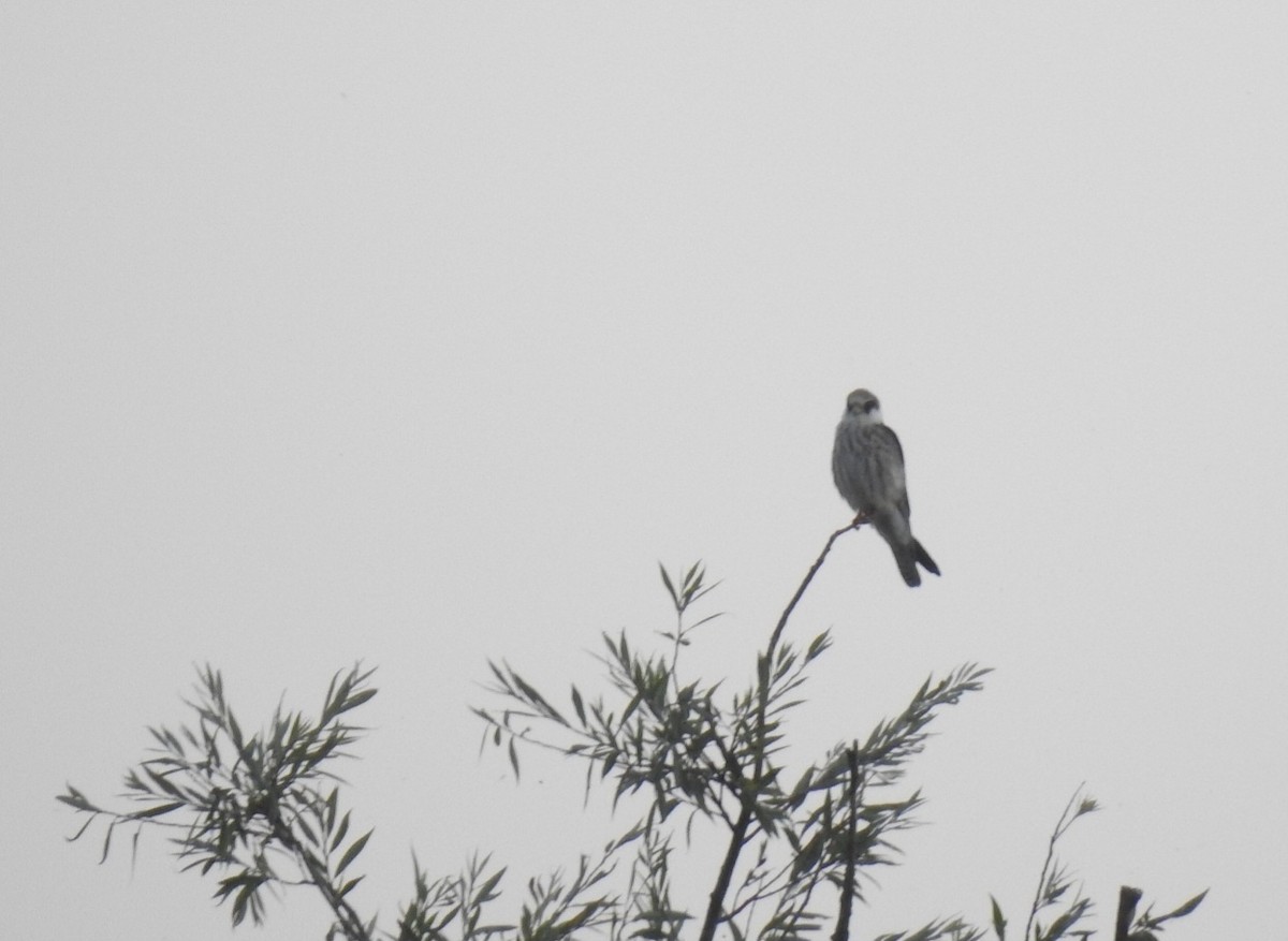 Турамтай шонхор - ML644091212