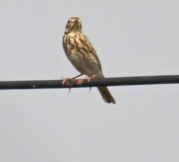 Pipit des arbres - ML644091218